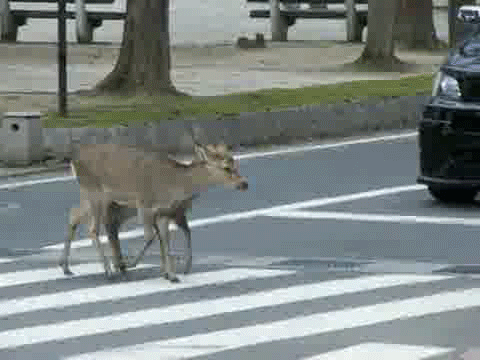 deer,funny,cute,crosswalks,crosswalk safety observed