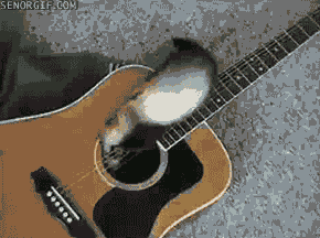 ferrets,guitar