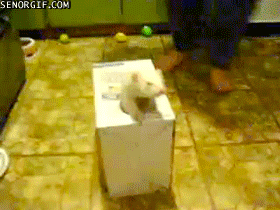 animals,ferrets,boxes