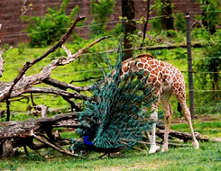 walking,peacock,giraffe,animals