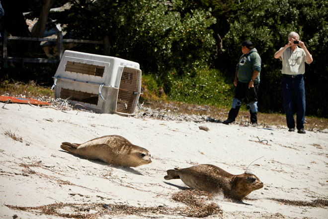 science,ocean,wild,wired,seal,return,tracking,pups,harbor,rescued