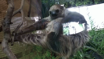 sloth,shame