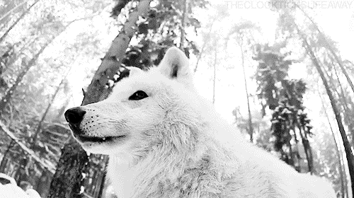 love,animal,perfect,amazing,free,wolf,precious