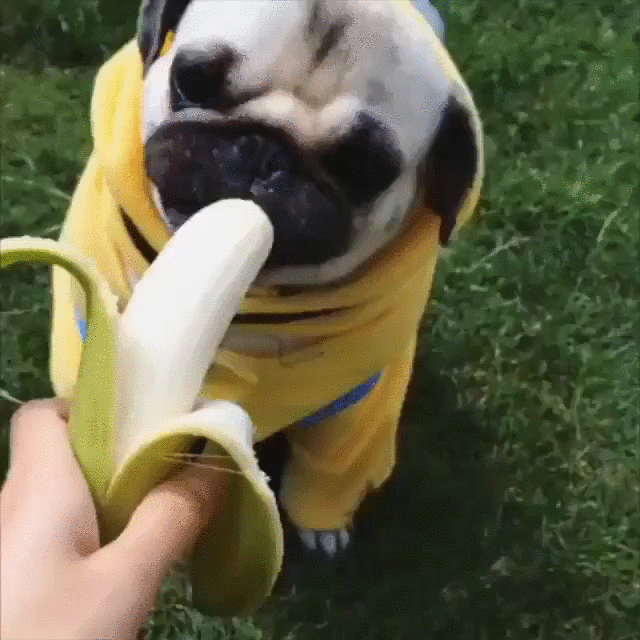 dog,banana,doglittle