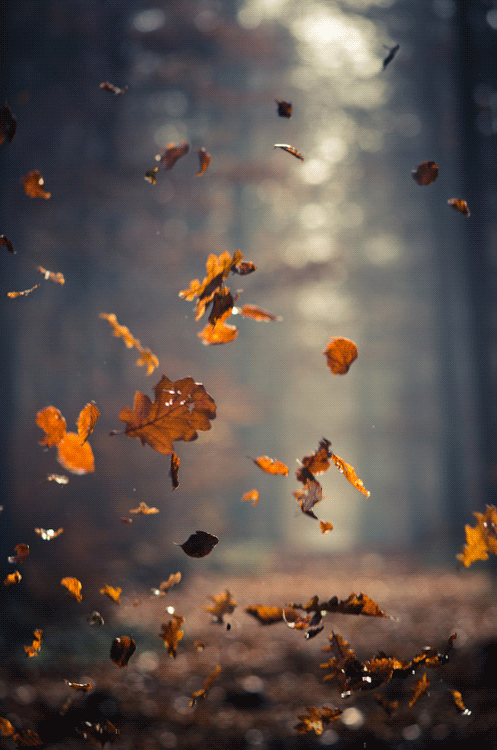 autumn,fall,leaves,art design