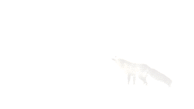 fox,snow,white,jump,redux