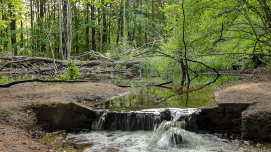 forest,trees,perfect loop,stream,living stills,nature,water,cinemagraph,cinemagraphs,reflection
