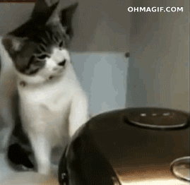smell,cooker,cat,funny,animals,cute,food,head,watching,hit,slapping,patting