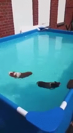 pool,swimming,pigs,guinea