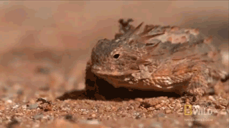 animals,science,eating,blood,hunting,iguana,horned lizard