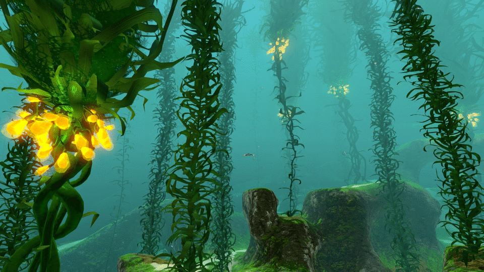 Водоросли гиф. Subnautica лес водорослей. Kelp Forest Subnautica. Морские водоросли. Красивые водоросли.