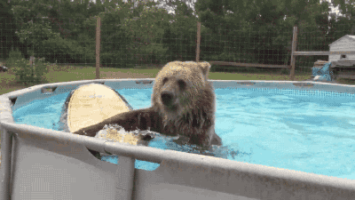 animals,bear,pool