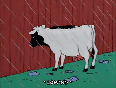 Корова гифка. Корова gif. Корова мультипликация. Почему коровы какают