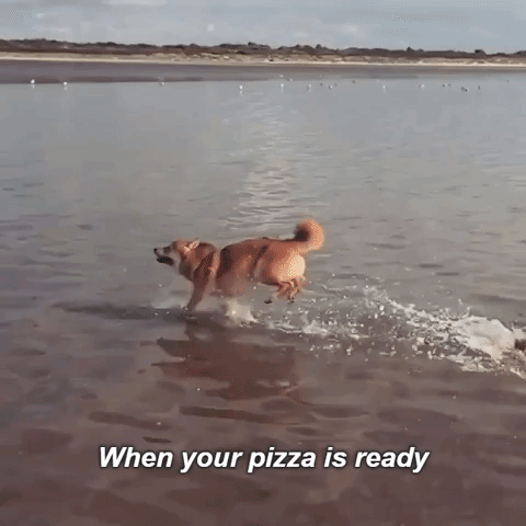 doge,shiba inu,happy,pizza,running