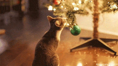 Funny Gifs : christmas cat GIF - VSGIF.com