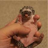cute,animal,adorable,hedgehog,yawn,awwgifs