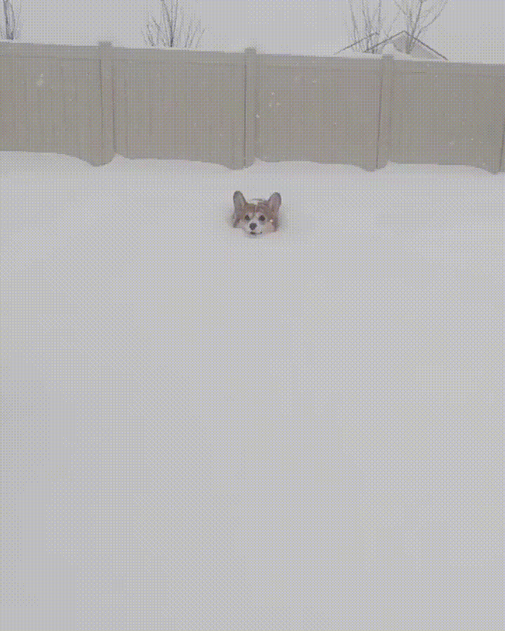 Пробираться по сугробам. Много снега гиф. Кот в снегу. Кот прыгает по сугробам. Кот прыгает в снег.