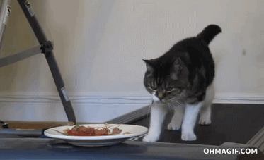 cat,food,treadmill,tease