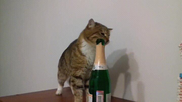 champagne,cat,new,year,licks