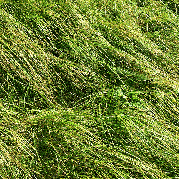 Трава. Колыхание трав. Трава колышется. Свежескошенная трава.
