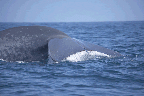 whale,blue,photo