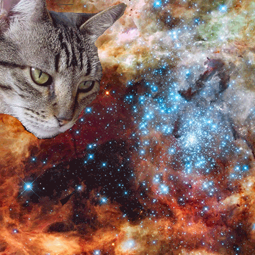 lazers,cat,animals,space,astronomy