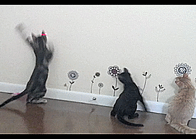 cat,dance,laser
