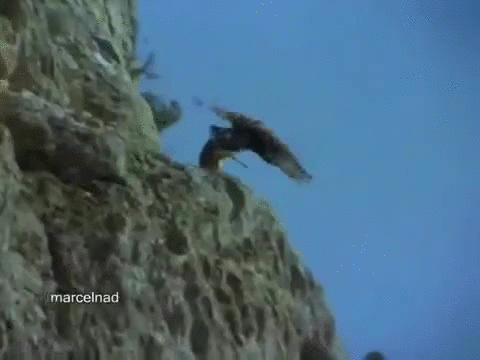 animals being jerks,eagle,kinda,cliff,brutal,pull