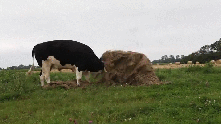 cow,hay,excited,super,gets,fresh