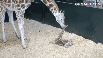giraffe,birthing,animals,cute,baby,standing,first time,newborn,first step