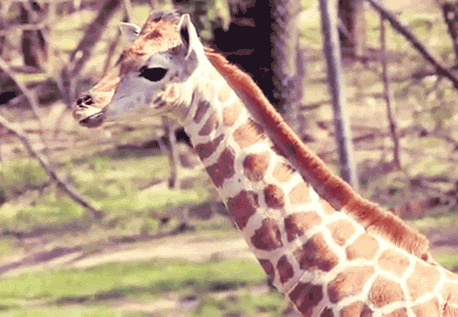 animals,cute,eating,tongue,chewing,giraffe,baby animal,baby animal tongue,baby giraffe,cute giraffe