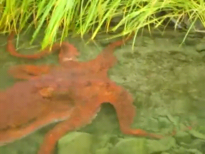 octopus,alaska,creek
