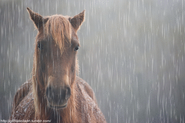 lonely,horse,horse in rain,storm is coming
