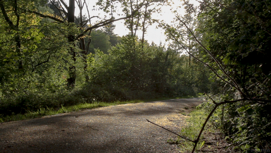 pathway,nature,cinemagraph,forest,perfect loop,trees,cinemagraphs,living stills,pavement,mosquitos