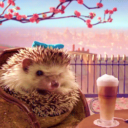 hedgehog,relaxing,drinking,cute hedgehog,animals,cute,costume,sitting,cute animal