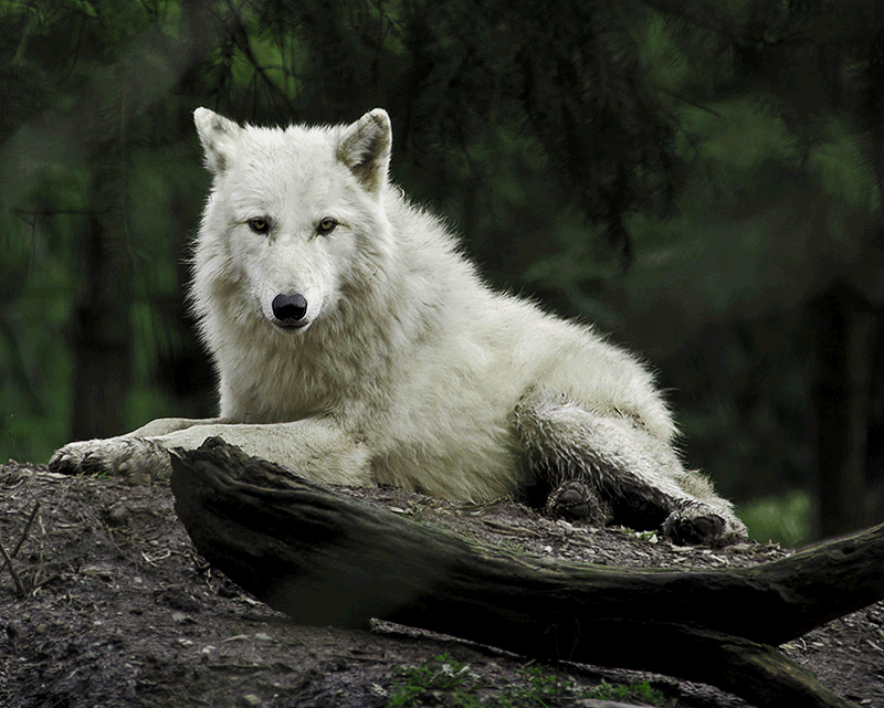 wolf,white
