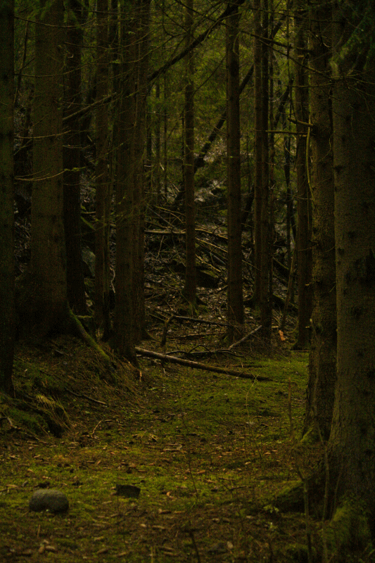 Лес. Дремучий лес. Страшный лес. Движущийся лес. Живой загадочный