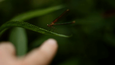 insect,film,nature,trees,outdoors,filmmaking,dragonfly