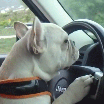 drive,dogs,funny animals,cool,animals,yeah,driving