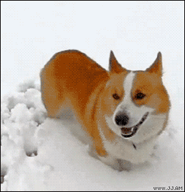 snowball,slow motion,nom,animals,dog,corgi,bites,chomp