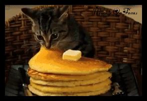 cat,hungry,pancake,cats hungry