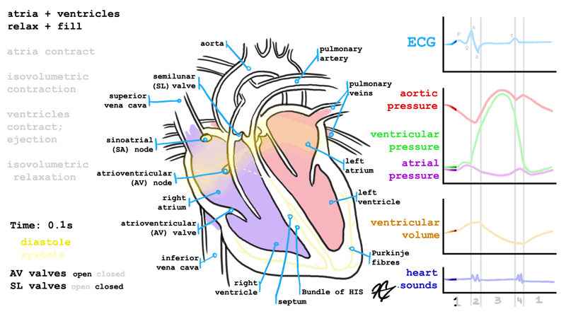biology,heartbeat,i could say more but who wants to read that pfft,my art,science art,we need more nerds in the world,i hope this gets you a little more interested in science eh,nonfandom