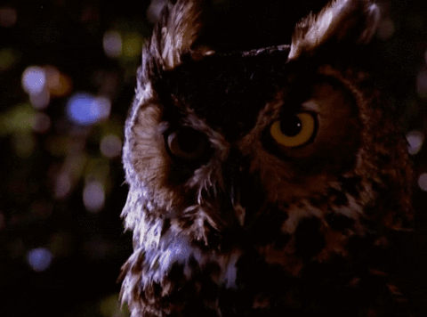 twin peaks,owls,episode 5,season 2,showtime,owl