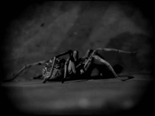 horror,sad,black,scary,spider
