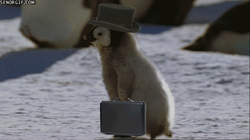 briefcase,animals,cute,memes,penguin,hat,best of week
