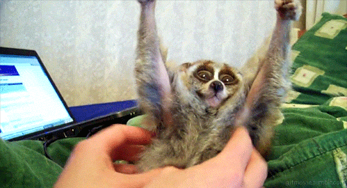 meerkat,slow loris,getting tickled,funny,animals,sloth,arms stretched