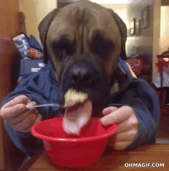 like a boss,spoon,dog,eating,mixed,fake,butter,peanut
