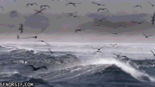 animals,ocean,sea,wave,birds,waves