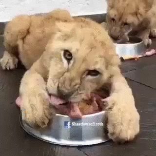 eating,lion,til