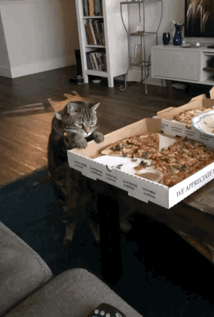 Украл пиццу. Котик с пиццей. Кот ворует со стола. Кот ворует еду со стола. Кот ворует пиццу.